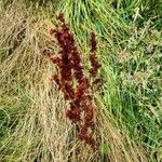 Rumex hydrolapathumFlower