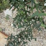 Colletia paradoxa Лист