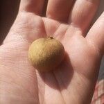 Dimocarpus longan Frucht