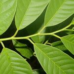 Annona reticulata Leaf