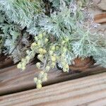 Artemisia umbelliformis फूल