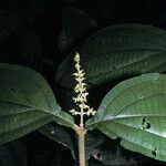 Miconia diaphanea Folha