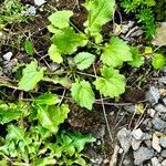 Doronicum carpaticum ഇല