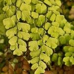 Adiantum capillus-veneris 叶