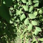 Spiraea trilobata Leaf