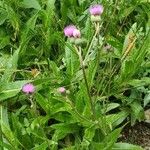 Cirsium monspessulanumKvet