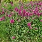 Trifolium purpureum Blomst