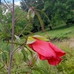 Hibiscus coccineus Fleur