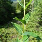 Hypericum richeri Leaf