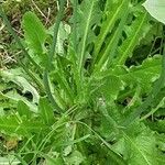 Hypochaeris glabra Leaf