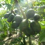 Cananga odorata Fruit