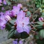 Rhododendron impeditum Kukka