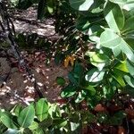 Calophyllum calaba عادت داشتن