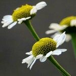 Tanacetum parthenium Květ