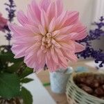 Dahlia pinnata花