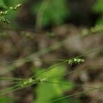 Carex muricata Fruto