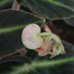 Begonia listada Bloem