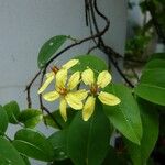 Tristellateia australasiae Fleur