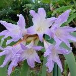 Worsleya procera Çiçek