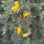 Ulex europaeus Blüte