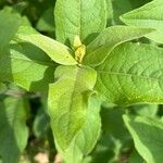 Silphium asteriscus Leaf