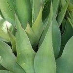 Agave shaferi Листок