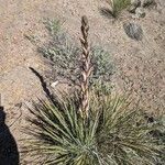 Yucca angustissima Fleur
