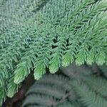 Araucaria biramulata Blatt