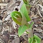 Apocynum cannabinum Leaf