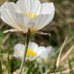 Ranunculus pyrenaeus Çiçek