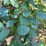 Rubus echinatus 葉
