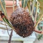 Banksia gardneri