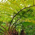 Cyathea glauca Leaf