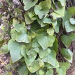 Aristolochia littoralis Leaf