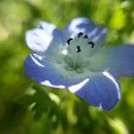 Nemophila phacelioides Цвят