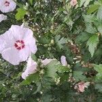 Hibiscus syriacusപുഷ്പം