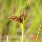 Rhynchospora fusca Fruit