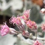 Adenostyles leucophylla Flower