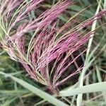 Phragmites australisBlomst