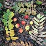 Sorbus domestica برگ