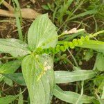 Spigelia anthelmia Leaf