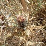 Carlina lanata Fiore