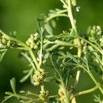 Lepidium squamatum Other