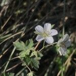 Geranium richardsonii Beste bat