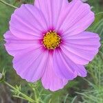 Cosmos bipinnatus Fula