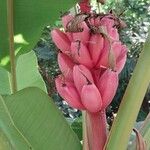 Musa velutina Fruto