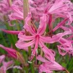 Nerine undulata Flower