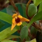 Maxillaria variabilis Floare