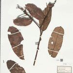 Mabea angularis Hoja