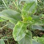 Kalanchoe densiflora Leaf